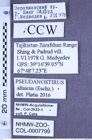 Etiketten zu Pseudanostirus altaicus (Eschscholtz, 1829) (NHMW-ZOO-COL-0007799)